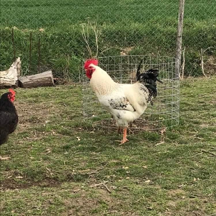 Domaine Des Gallinaces Chalet Sussex 2-4P Marigny-les-Reullee المظهر الخارجي الصورة